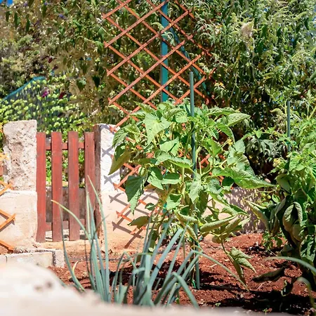 Holliday House Olea - - Island Hvar Stari Grad (Hvar)